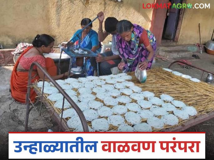 Latest News Unhali Valvan shevaya kurdaya Summer foods in almost 80 percent of households in India, what is this tradition? | Unhali Valvan : भारतात जवळपास 80 टक्के घरांत उन्हाळी वाळवण, काय आहे ही परंपरा  Latest News Unhali Valvan shevaya kurdaya Summer foods in almost 80 percent of households in India, what is this tradition? | Unhali Valvan : भारतात जवळपास 80 टक्के घरांत उन्हाळी वाळवण, काय आहे ही परंपरा