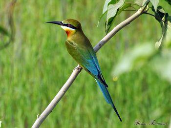 The arrival of the blue-tailed Veda Raghu in Nagpur | नागपुरात निळ्या शेपटीच्या वेडा राघूचे आगमन The arrival of the blue-tailed Veda Raghu in Nagpur | नागपुरात निळ्या शेपटीच्या वेडा राघूचे आगमन