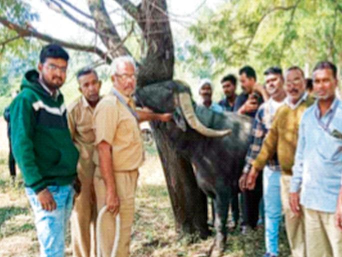 The intoxicated male buffalo was finally found; sent to Kondwada | उन्मत्त रेडा अखेर सापडला; कोंडवाड्यात रवानगी The intoxicated male buffalo was finally found; sent to Kondwada | उन्मत्त रेडा अखेर सापडला; कोंडवाड्यात रवानगी