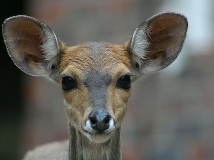 deer killed in dog attack in Wardha district | वर्धा जिल्ह्यात श्वानांच्या हल्ल्यात पाडस ठार deer killed in dog attack in Wardha district | वर्धा जिल्ह्यात श्वानांच्या हल्ल्यात पाडस ठार