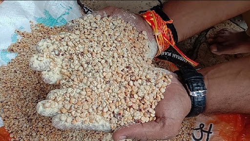 Paddy season will also be missed this year ?; The vegetables rotted, the cereals became infested | यंदा भातशेतीचा हंगामही हातून जाणार?; भाजीपाला गेला सडून, कडधान्याला लागली कीड 