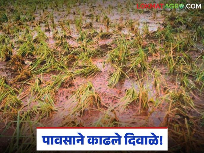 latest news Unseasonal Rain: Rains took away 'Diwali' during 'Diwali'; Baliraja in trouble! Read in detail | Unseasonal Rain : पावसाने 'दिवाळी' तच काढले 'दिवाळे'; बळीराजा संकटात! वाचा सविस्तर latest news Unseasonal Rain: Rains took away 'Diwali' during 'Diwali'; Baliraja in trouble! Read in detail | Unseasonal Rain : पावसाने 'दिवाळी' तच काढले 'दिवाळे'; बळीराजा संकटात! वाचा सविस्तर