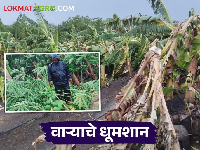 A gust of wind in Wasmat; Banana, papaya gardens are being damaged! | वसमत मध्ये वाऱ्याचे धूमशान; केळी, पपई बागांचे होतेय नुकसान! A gust of wind in Wasmat; Banana, papaya gardens are being damaged! | वसमत मध्ये वाऱ्याचे धूमशान; केळी, पपई बागांचे होतेय नुकसान!