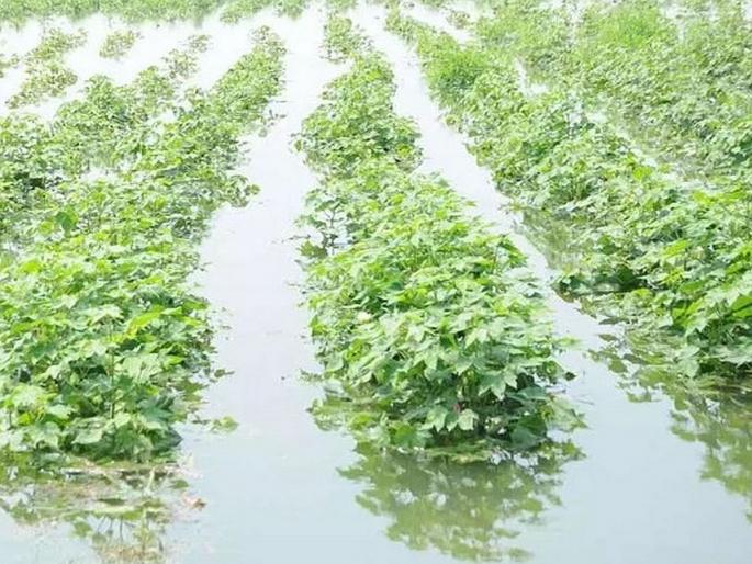 In two days, the area damaged by unseasonal weather tripled, affecting crops on four lakh hectares in the state | दोन दिवसांत तिप्पट वाढले अवकाळीचे नुकसान क्षेत्र, राज्यातील चार लाख हेक्टरवरील पिकांना तडाखा In two days, the area damaged by unseasonal weather tripled, affecting crops on four lakh hectares in the state | दोन दिवसांत तिप्पट वाढले अवकाळीचे नुकसान क्षेत्र, राज्यातील चार लाख हेक्टरवरील पिकांना तडाखा