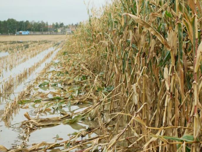 Unseasonal weather wreaks havoc; crops and orchards on thousands of hectares destroyed | अवकाळीचा कहर; हजारो हेक्टरवरील पिकांची, फळबागांची नासाडी Unseasonal weather wreaks havoc; crops and orchards on thousands of hectares destroyed | अवकाळीचा कहर; हजारो हेक्टरवरील पिकांची, फळबागांची नासाडी