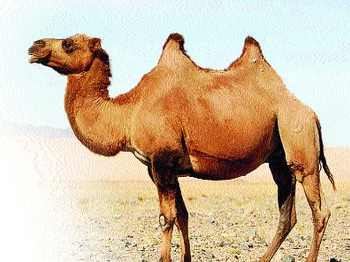 Gauta on the China border in Ladakh | लडाखमध्ये चीन सीमेवर उंटांवरून गस्त Gauta on the China border in Ladakh | लडाखमध्ये चीन सीमेवर उंटांवरून गस्त