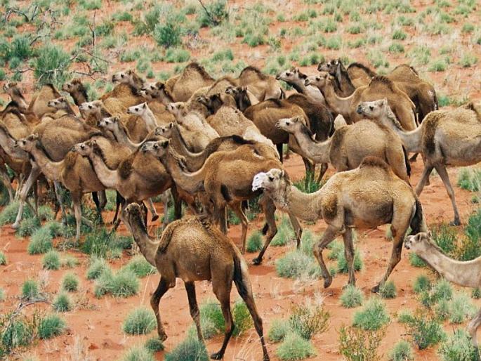 In Australia serious water problems, 10,000 camels were shot dead | धक्कादायक... ऑस्ट्रेलिया सरकार १० हजार उंटांना गोळ्या झाडून ठार करणार! In Australia serious water problems, 10,000 camels were shot dead | धक्कादायक... ऑस्ट्रेलिया सरकार १० हजार उंटांना गोळ्या झाडून ठार करणार!