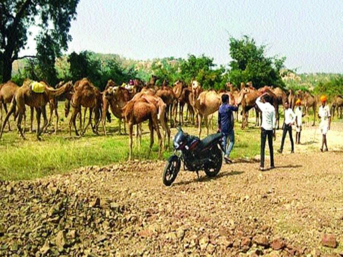 Livelihood to 57 units taken to Hyderabad for slaughter | कत्तलीसाठी हैदराबाद येथे नेण्यात येणाऱ्या ५७ उंंटांना जीवदान