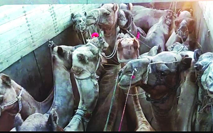 Shocking; Four camels killed for slaughter in Hyderabad | धक्कादायक; हैदराबाद येथे कत्तलीसाठी जाणाºया चार उंटांचा मृत्यू Shocking; Four camels killed for slaughter in Hyderabad | धक्कादायक; हैदराबाद येथे कत्तलीसाठी जाणाºया चार उंटांचा मृत्यू