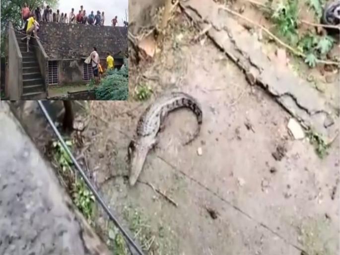 crocodile in home in Rajasthan Sawai Madhopur, rescued. video goes viral | घरात शिरली मगर, घरातल्यांचे झाले 'असे' हाल, व्हिडिओ पाहुन अंगावर येईल काटा crocodile in home in Rajasthan Sawai Madhopur, rescued. video goes viral | घरात शिरली मगर, घरातल्यांचे झाले 'असे' हाल, व्हिडिओ पाहुन अंगावर येईल काटा