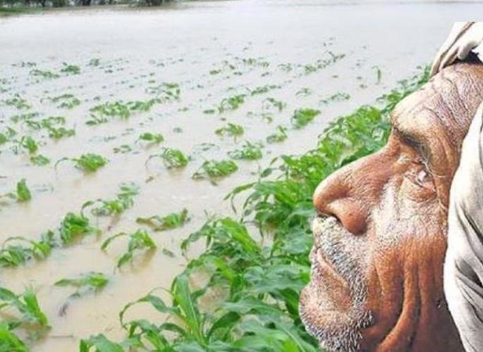 Farmers .. There will be no inspection and panchnama; Take a photo and report it to the company | शेतकऱ्यांनो.. पाहणी अन् पंचनामे होणार नाहीत; फोटो काढा अन् कंपनीला कळवा Farmers .. There will be no inspection and panchnama; Take a photo and report it to the company | शेतकऱ्यांनो.. पाहणी अन् पंचनामे होणार नाहीत; फोटो काढा अन् कंपनीला कळवा
