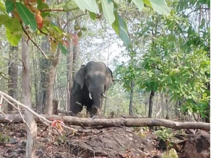Another victim was claimed by a wild elephant | रानटी हत्तीने घेतला आणखी एक बळी Another victim was claimed by a wild elephant | रानटी हत्तीने घेतला आणखी एक बळी
