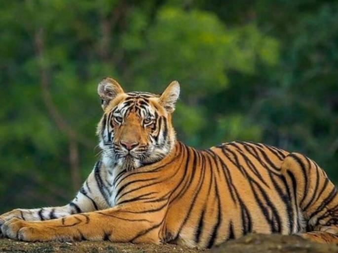 Two tigers in Tadoba will be released in the Sahyadri Tiger Reserve! | ताडोबातील दोन वाघांना सह्याद्री व्याघ्र प्रकल्पात सोडणार ! Two tigers in Tadoba will be released in the Sahyadri Tiger Reserve! | ताडोबातील दोन वाघांना सह्याद्री व्याघ्र प्रकल्पात सोडणार !