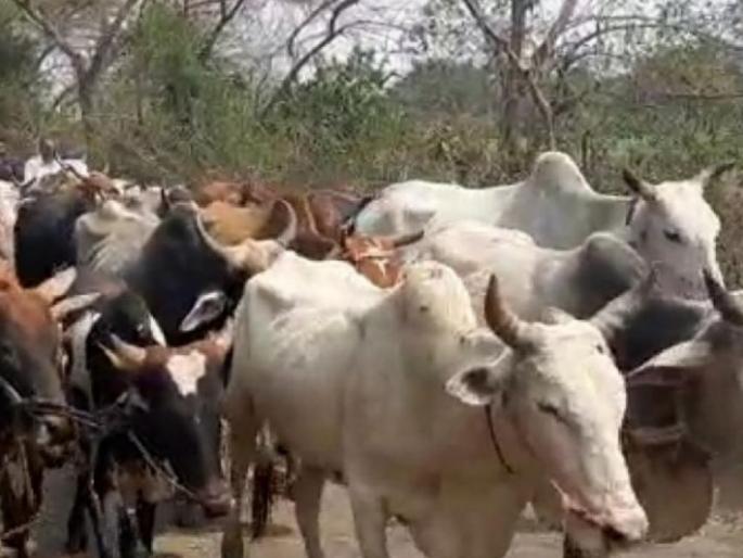 Due to summer, the number of animal diseases increased | उन्हामुळे जनावरांच्या आजाराचे प्रमाण वाढले Due to summer, the number of animal diseases increased | उन्हामुळे जनावरांच्या आजाराचे प्रमाण वाढले