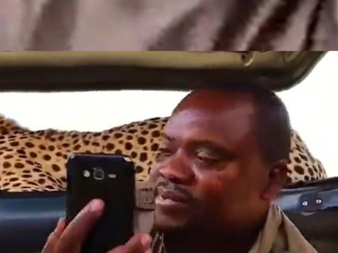 video of a safari guide taking a selfie with a cheetah in a forest has gone viral | Video: सफारी गाईडने थेट चित्त्यासोबत घेतला सेल्फी, नेटकऱ्यांनी विचारले 'जिवंत आहे की नाही' video of a safari guide taking a selfie with a cheetah in a forest has gone viral | Video: सफारी गाईडने थेट चित्त्यासोबत घेतला सेल्फी, नेटकऱ्यांनी विचारले 'जिवंत आहे की नाही'