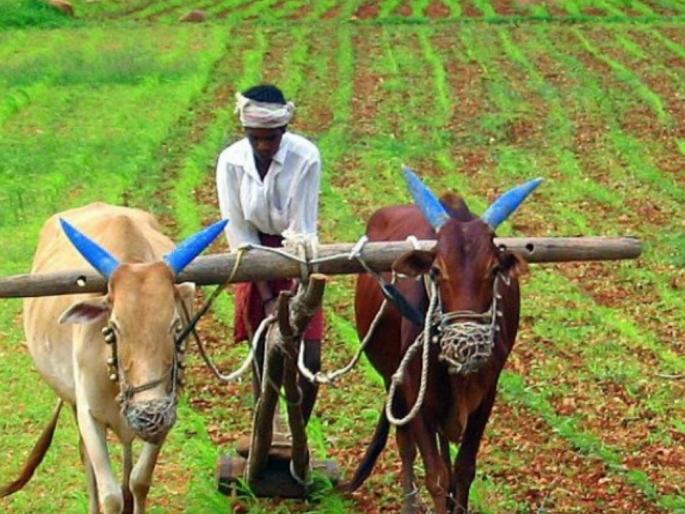 1 lakh 20 thousand bonus amount deposited in the account of farmers | १ लाख २० हजार शेतकऱ्यांच्या खात्यावर बोनसची रक्कम जमा 1 lakh 20 thousand bonus amount deposited in the account of farmers | १ लाख २० हजार शेतकऱ्यांच्या खात्यावर बोनसची रक्कम जमा