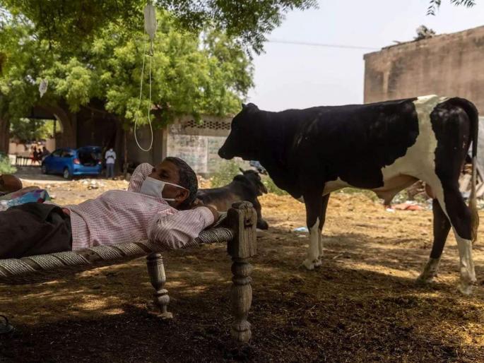 Up Coronavirus Update 100 People Died With Covid Like Symptoms In A Village Of Fatehpur | 'रहस्यमय ताप' ठरतोय तापदायक; एका गावात एकाच महिन्यात १०० हून अधिक दगावले Up Coronavirus Update 100 People Died With Covid Like Symptoms In A Village Of Fatehpur | 'रहस्यमय ताप' ठरतोय तापदायक; एका गावात एकाच महिन्यात १०० हून अधिक दगावले