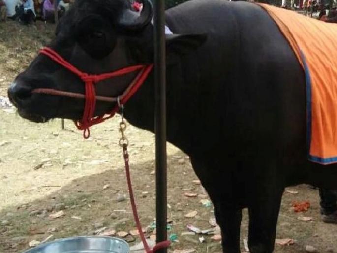 Buffalo Theft Case In Shamli Farmer Demands Dna Test Wrote Letter To Sp | काय सांगता? चक्क म्हशीची डीएनए चाचणी होणार; कारण वाचून चक्रावून जाल Buffalo Theft Case In Shamli Farmer Demands Dna Test Wrote Letter To Sp | काय सांगता? चक्क म्हशीची डीएनए चाचणी होणार; कारण वाचून चक्रावून जाल