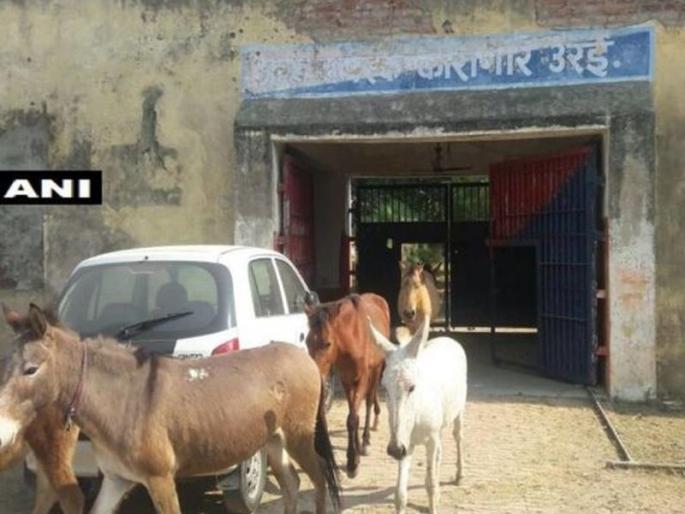 Police arrest donkeys for destroying plants in Uttar Pradesh | अजब ! फुलांचं नुकसान केल्याने पोलिसांनी गाढवांनाच केली अटक, चार दिवस कारागृहात ठेवलं डांबून Police arrest donkeys for destroying plants in Uttar Pradesh | अजब ! फुलांचं नुकसान केल्याने पोलिसांनी गाढवांनाच केली अटक, चार दिवस कारागृहात ठेवलं डांबून