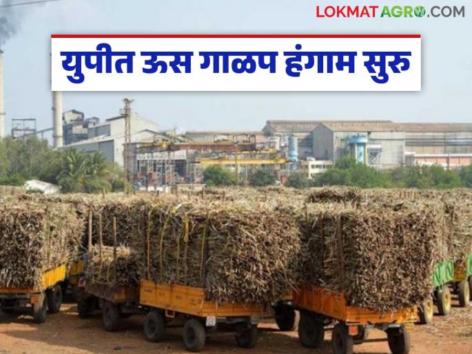 UP Sugarcane Crushing : Sugarcane crushing of 21 out of 122 sugar factories in Uttar Pradesh has started | UP Sugarcane Crushing : उत्तर प्रदेशमध्ये १२२ साखर कारखान्यांपैकी २१ कारखान्यांचे ऊस गाळप सुरु UP Sugarcane Crushing : Sugarcane crushing of 21 out of 122 sugar factories in Uttar Pradesh has started | UP Sugarcane Crushing : उत्तर प्रदेशमध्ये १२२ साखर कारखान्यांपैकी २१ कारखान्यांचे ऊस गाळप सुरु