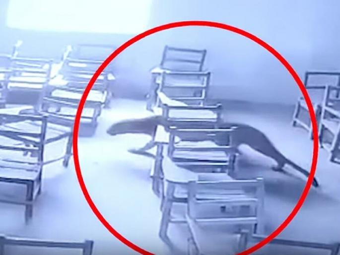Leopards attack student in UP college, incident captured on CCTV; Watch VIDEO | कॉलेजमध्ये घुसून बिबट्याने मुलांवर केला हल्ला, घटना सीसीटीव्हीत कैद; पाहा VIDEO