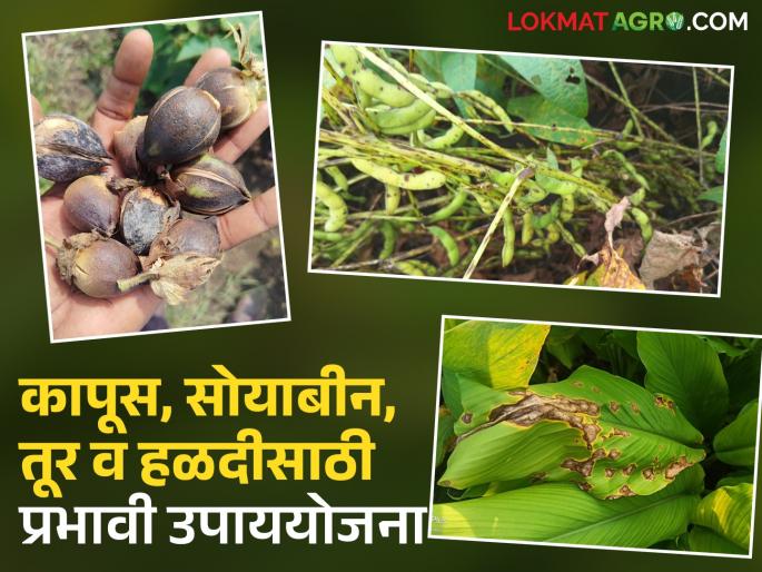 latest news Crop Disease Management : Disease management in crops after heavy rains; Read effective measures | Crop Disease Management : अतिवृष्टीनंतर पिकांवरील रोग व्यवस्थापन; वाचा प्रभावी उपाययोजना