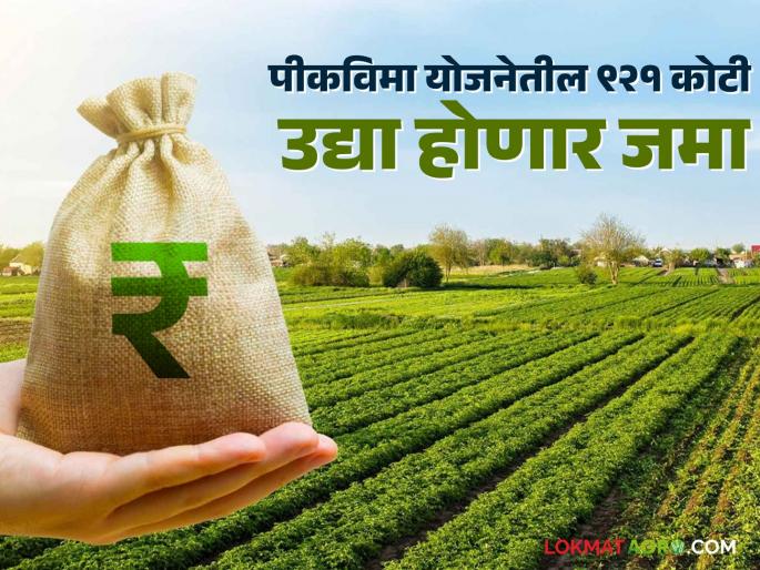Pending claims from Kharif, Rabi settled; Rs 921 crore to be deposited directly into farmers' accounts | खरीप, रब्बीतील रखडलेले दावे निकाली; थेट शेतकऱ्यांच्या खात्यावर जमा होणार ९२१ कोटी Pending claims from Kharif, Rabi settled; Rs 921 crore to be deposited directly into farmers' accounts | खरीप, रब्बीतील रखडलेले दावे निकाली; थेट शेतकऱ्यांच्या खात्यावर जमा होणार ९२१ कोटी