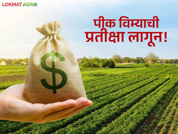 Half a million farmers in 'Ya' district are still waiting for crop damage compensation | 'या' जिल्ह्यातील पाऊण लाख शेतकऱ्यांना अजूनही पीक नुकसान भरपाईच्या रकमेची प्रतीक्षा Half a million farmers in 'Ya' district are still waiting for crop damage compensation | 'या' जिल्ह्यातील पाऊण लाख शेतकऱ्यांना अजूनही पीक नुकसान भरपाईच्या रकमेची प्रतीक्षा