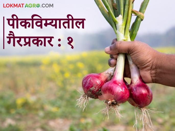 Onion Crop Insurance Fraud: Onion crop insurance paid even though it was not in the name | Onion Crop Insurance Fraud : नावावर नाही सात बारा तरी भरला कांद्याचा पीक विमा Onion Crop Insurance Fraud: Onion crop insurance paid even though it was not in the name | Onion Crop Insurance Fraud : नावावर नाही सात बारा तरी भरला कांद्याचा पीक विमा