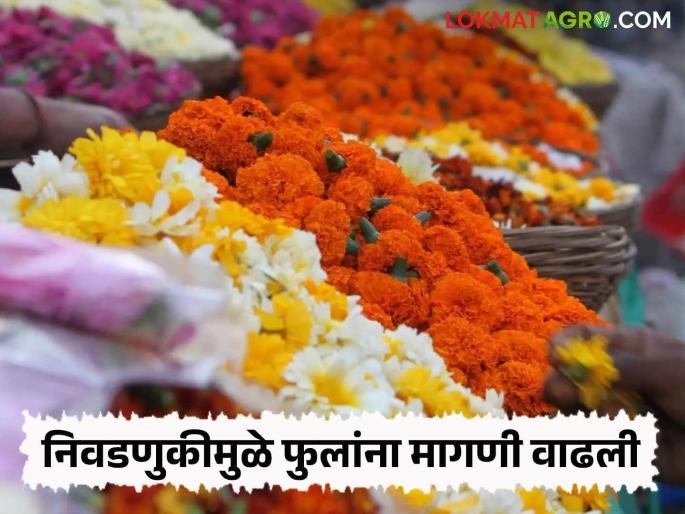 Flower Market: The demand for flowers in the market increased due to the election; Prices increased in the flower market | Flower Market : निवडणुकीमुळे बाजारात फुलांना मागणी वाढली; फुल बाजारात दर वधारले Flower Market: The demand for flowers in the market increased due to the election; Prices increased in the flower market | Flower Market : निवडणुकीमुळे बाजारात फुलांना मागणी वाढली; फुल बाजारात दर वधारले
