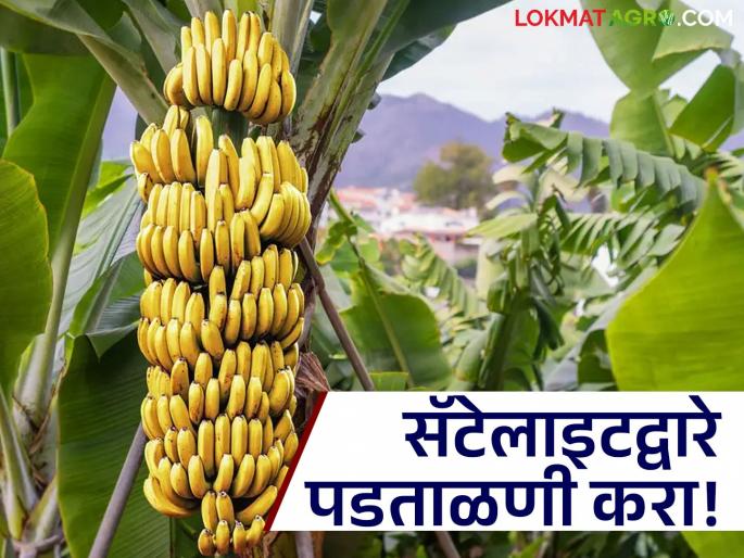 Will the sudden increase of 28,000 hectares of banana cultivation area this year be verified through satellite? | यंदा अचानकपणे वाढलेल्या २८ हजार हेक्टर केळीच्या लागवड क्षेत्राची सॅटेलाइटद्वारे होणार पडताळणी?