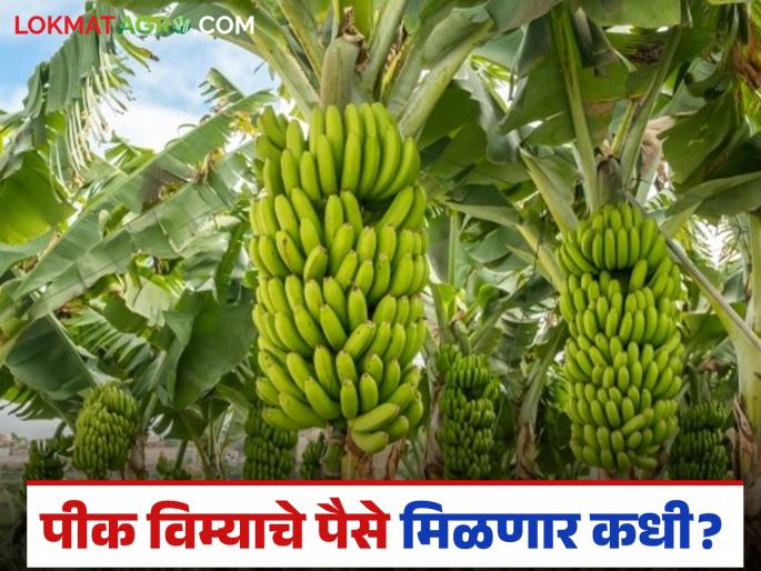When will the banana crop insurance money be received? Farmers are losing patience | केळी पीक विम्याचे पैसे मिळणार कधी? शेतकऱ्यांचा संयम सुटतोय