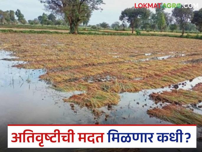 Will help for last year's losses come this year? Farmers await help for heavy rains | गेल्या वर्षीच्या नुकसानीची मदत यंदा तरी येईल का? अतिवृष्टीच्या मदतीची शेतकऱ्यांना प्रतीक्षा Will help for last year's losses come this year? Farmers await help for heavy rains | गेल्या वर्षीच्या नुकसानीची मदत यंदा तरी येईल का? अतिवृष्टीच्या मदतीची शेतकऱ्यांना प्रतीक्षा