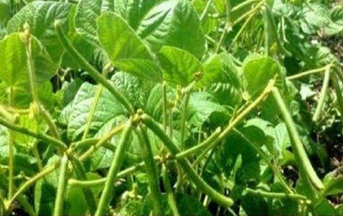 farmer not intrested to sowing urad and moog | मुग, उडिदाच्या बियाण्यांकडे शेतकऱ्यांची पाठ farmer not intrested to sowing urad and moog | मुग, उडिदाच्या बियाण्यांकडे शेतकऱ्यांची पाठ