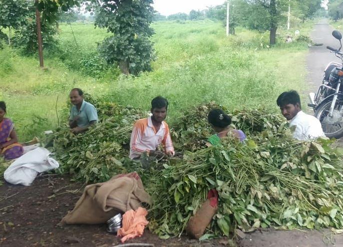 Harvest the green urad crop to prevent damage | नुकसान टाळण्यासाठी हिरव्या उडिद पिकाची तोडणी Harvest the green urad crop to prevent damage | नुकसान टाळण्यासाठी हिरव्या उडिद पिकाची तोडणी