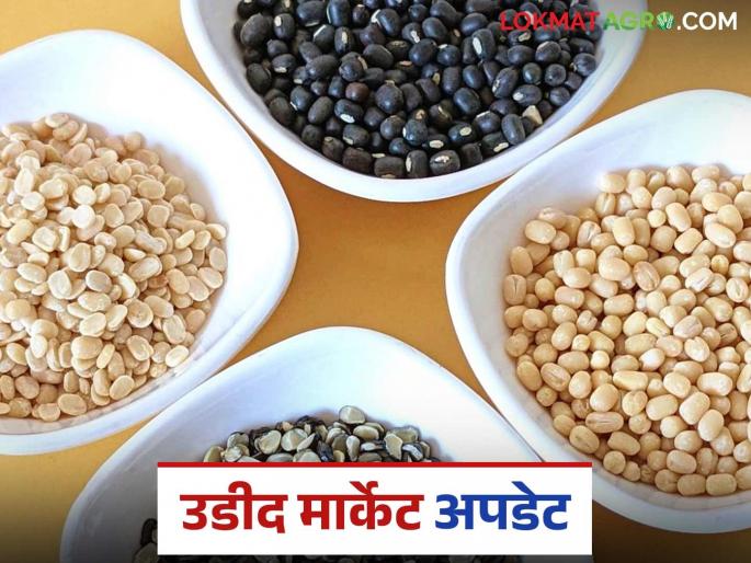 Urad Bazaar Bhav: latest news Mughali variety of urad is arrivals in the market; Read in detail how it is getting the price | Urad Bajar Bhav: बाजारात मोगलाई जातीच्या उडीदला पसंती; कसा मिळतोय दर ते वाचा सविस्तर