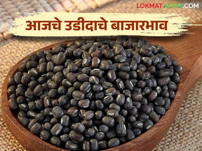 Urad Market Update: Urad's highest Arrivals in Pathardi market today; Read the price in detail | Urad Market Update : आज उडीदाची सर्वाधिक आवक पाथर्डी बाजारात; काय मिळाला भाव वाचा सविस्तर Urad Market Update: Urad's highest Arrivals in Pathardi market today; Read the price in detail | Urad Market Update : आज उडीदाची सर्वाधिक आवक पाथर्डी बाजारात; काय मिळाला भाव वाचा सविस्तर