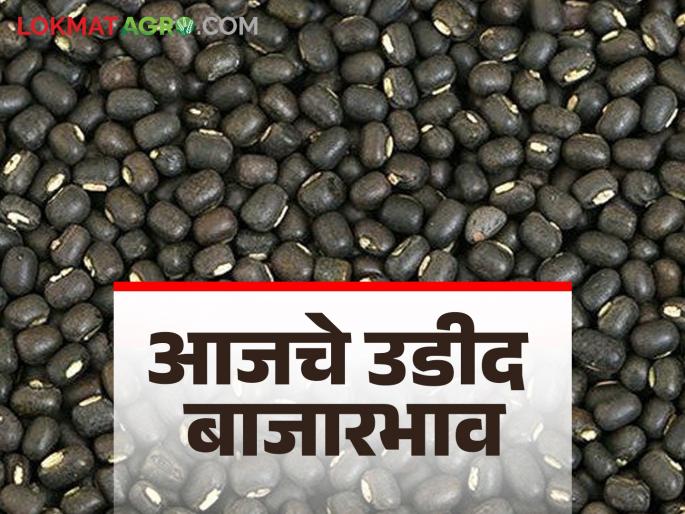 Urad Bajar Bhav: How much is Urad in the market today; Read the price in detail | Urad Bajar Bhav : आज बाजारात उडदाची आवक किती; काय भाव मिळाला ते वाचा सविस्तर Urad Bajar Bhav: How much is Urad in the market today; Read the price in detail | Urad Bajar Bhav : आज बाजारात उडदाची आवक किती; काय भाव मिळाला ते वाचा सविस्तर
