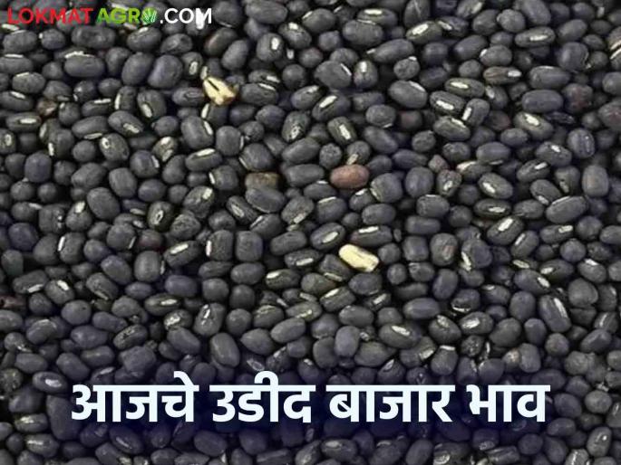 Udid Bajar Bhav: Udid arrival in market 11293 quintals; Read the detailed rate of getting 'Ha' | Udid Bajar Bhav : बाजारात उडदाची आवक ११२९३ क्विंटल; 'हा' मिळतोय दर वाचा सविस्तर Udid Bajar Bhav: Udid arrival in market 11293 quintals; Read the detailed rate of getting 'Ha' | Udid Bajar Bhav : बाजारात उडदाची आवक ११२९३ क्विंटल; 'हा' मिळतोय दर वाचा सविस्तर