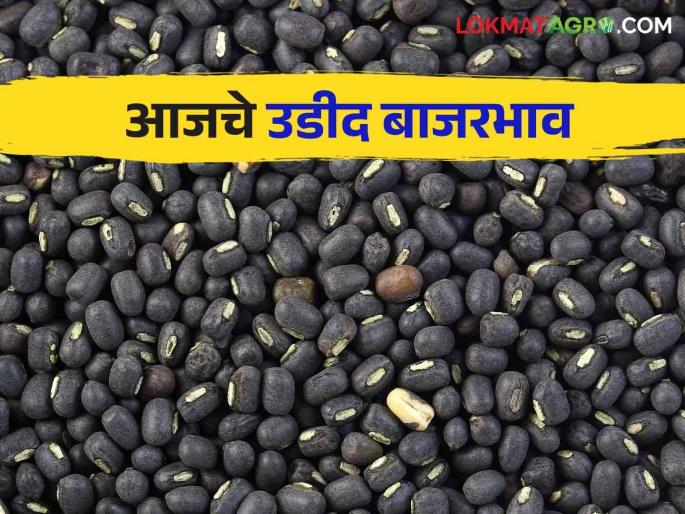 Urad Bajar Bhav : Highest arrival of Urad in Murum bazaar; Read the price in detail | Urad Bajar Bhav : मुरूम बाजारात उडीदाची सर्वाधिक आवक; काय मिळाला भाव वाचा सविस्तर Urad Bajar Bhav : Highest arrival of Urad in Murum bazaar; Read the price in detail | Urad Bajar Bhav : मुरूम बाजारात उडीदाची सर्वाधिक आवक; काय मिळाला भाव वाचा सविस्तर