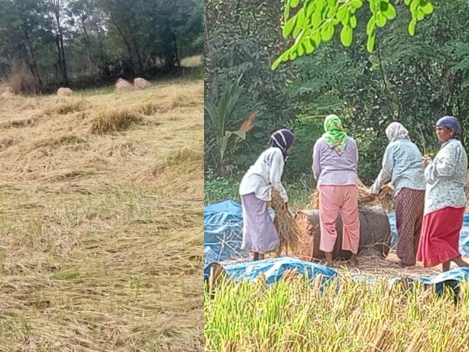 harvest in final stage farm damage due to wild boars in Uran | उरणमध्ये भात कापणी अंतिम टप्प्यात; रानडुक्करांमुळे शेतीचे नुकसान,शेतकरी चिंतेत harvest in final stage farm damage due to wild boars in Uran | उरणमध्ये भात कापणी अंतिम टप्प्यात; रानडुक्करांमुळे शेतीचे नुकसान,शेतकरी चिंतेत