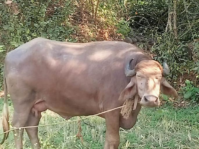 farmers will get financial assistance for livestock through animal husbandry department | पशुधनासाठी पशुसंवर्धन विभागामार्फत शेतकऱ्यांना मिळणार अर्थसहाय्य farmers will get financial assistance for livestock through animal husbandry department | पशुधनासाठी पशुसंवर्धन विभागामार्फत शेतकऱ्यांना मिळणार अर्थसहाय्य