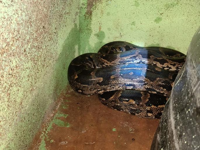 Raigad: An eight-and-a-half-foot python entered a house in Karanja- Kondhari district | Raigad: करंजा- कोंढरी पाड्यातील घरात घुसला साडेआठ फूट लांबीचा अजगर Raigad: An eight-and-a-half-foot python entered a house in Karanja- Kondhari district | Raigad: करंजा- कोंढरी पाड्यातील घरात घुसला साडेआठ फूट लांबीचा अजगर