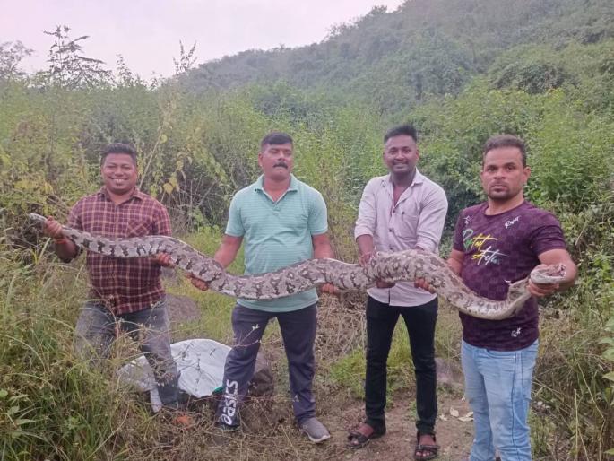 An 11-foot-long, 40-kilogram python swallowed a stray dog; | ११ फुट लांबीच्या ४० किलो वजनाच्या अजगराने भटक्या कुत्र्याला गिळले; अजगराला जंगलात सोडले An 11-foot-long, 40-kilogram python swallowed a stray dog; | ११ फुट लांबीच्या ४० किलो वजनाच्या अजगराने भटक्या कुत्र्याला गिळले; अजगराला जंगलात सोडले