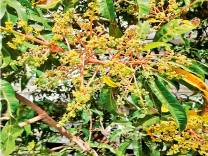 Uran farmers worried due to unseasonal rains; Vegetables including mango, yam, cowpea in danger | अवकाळीमुळे उरणचे शेतकरी चिंताग्रस्त; आंबा, वाल, चवळीसह भाजीपाला धोक्यात