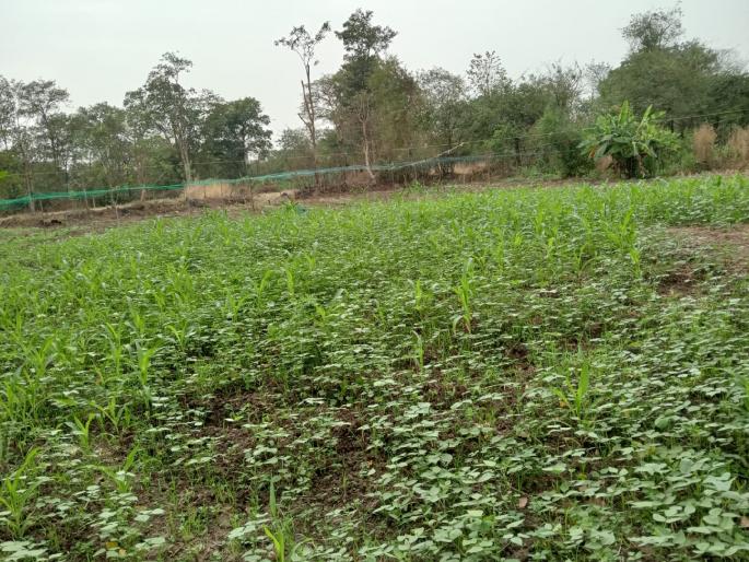 Farmers, brick kiln manufacturers panicked due to unseasonal rain in Uran area | उरण परिसरात अवकाळी पाऊसाने शेतकरी, वीटभट्टी उत्पादक धास्तावले 