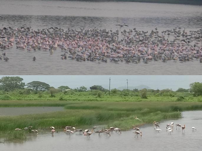 Migratory bird in Uran area, free movement of many attractive water birds including flamingos! | उरण परिसरात स्थलांतरित पक्ष्यांची जत्रा, फ्लेमिंगोसह अनेक आकर्षक जलचर पक्षांचा मुक्त संचार ! Migratory bird in Uran area, free movement of many attractive water birds including flamingos! | उरण परिसरात स्थलांतरित पक्ष्यांची जत्रा, फ्लेमिंगोसह अनेक आकर्षक जलचर पक्षांचा मुक्त संचार !