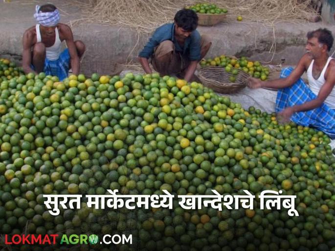 Surat Lemon Market | Surat Limbu Market : खान्देशहून सुरत मार्केटला रोज दोन हजार कॅरेटची आवक, लिंबाला काय बाजारभाव?