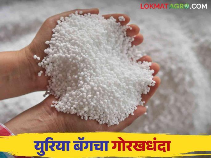Urea Black Market: Farmers do not get urea; Read the news in detail | Urea Black Market : शेतकऱ्यांना युरिया मिळेना ; उद्योगवापरासाठी जोरदार पॅकिंग काय आहे प्रकरण वाचा सविस्तर