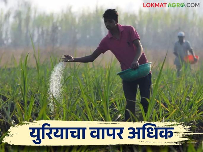 Demand for Fertilizers in kharif season; Use of urea will increase | खरिपात खतांची मागणी; युरियाचा वापर वाढणार